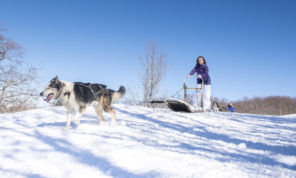 Conduite attelage 1/2 journée VEL