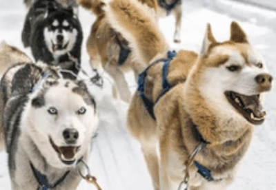 Accès journée mushers avec attelage